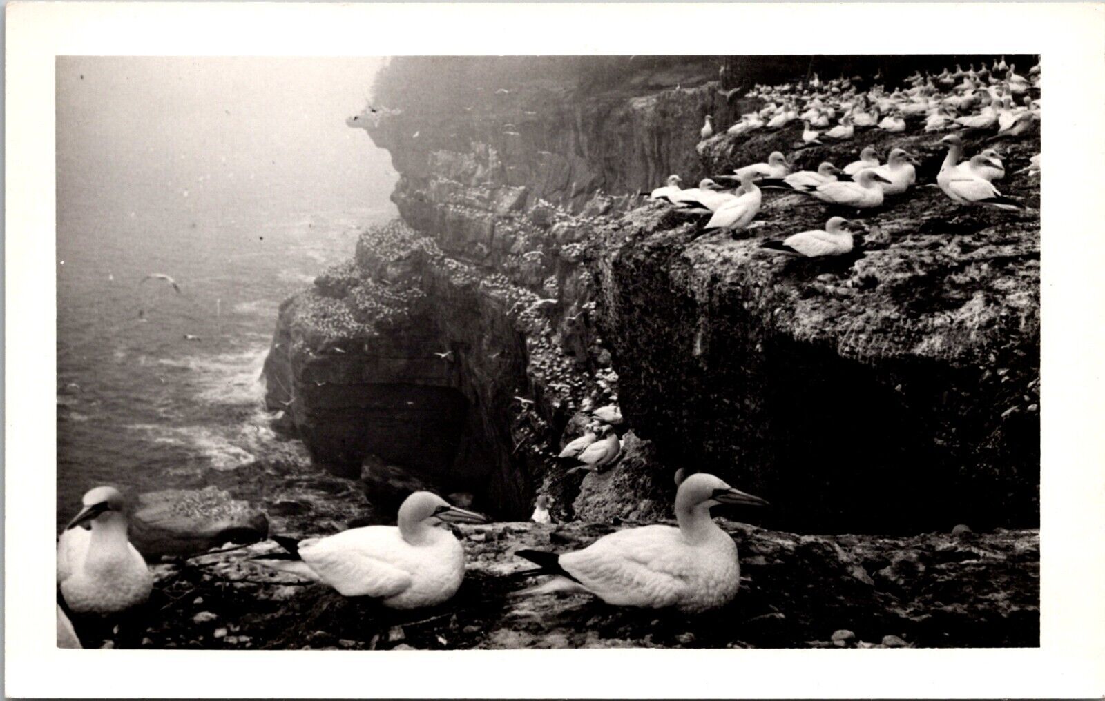 Vintage RPPC Postcard- Sea Gulls Relaxing On Rocks On Water