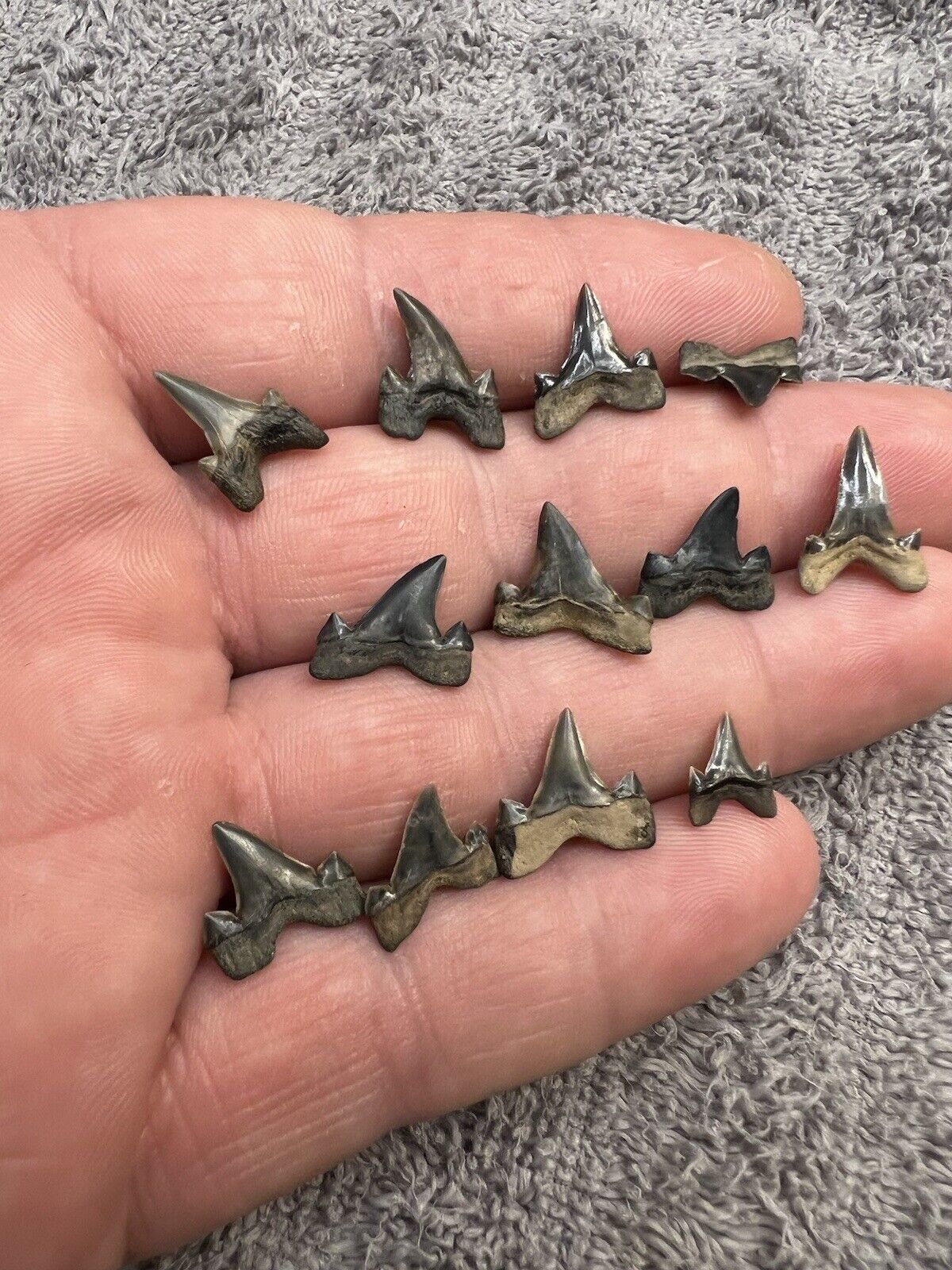 A Dozen High Quality Cretalamna Shark teeth fossils from Mississippi