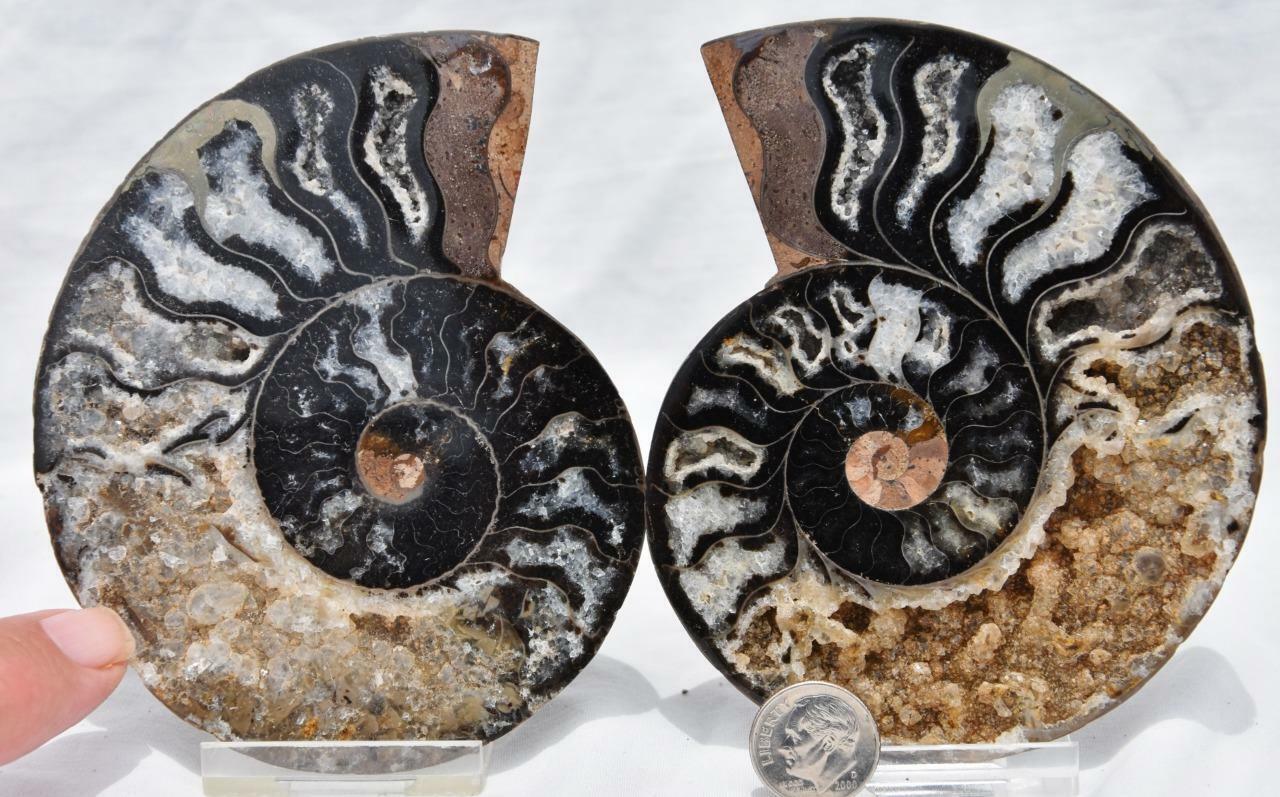 RARE 1n100 BLACK Ammonite PAIR Deep Crystals 110myo FOSSIL LRG 100mm 4.1\