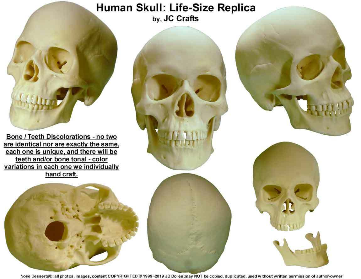 FREE SHIPPING Human Skull Replica 1:1 Life Size Detailed Human Skull Replica USA