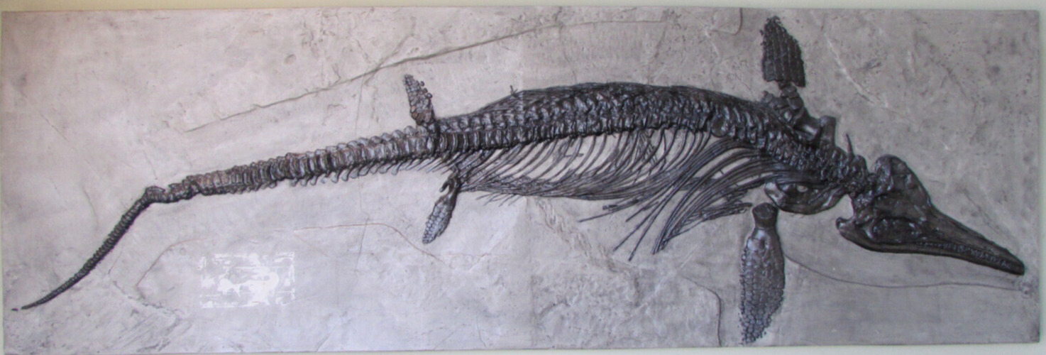 Ichthyosaur Dinosaur Fish Lizard Cast Fossil Replica Large 9' x 3' Wall Hanging