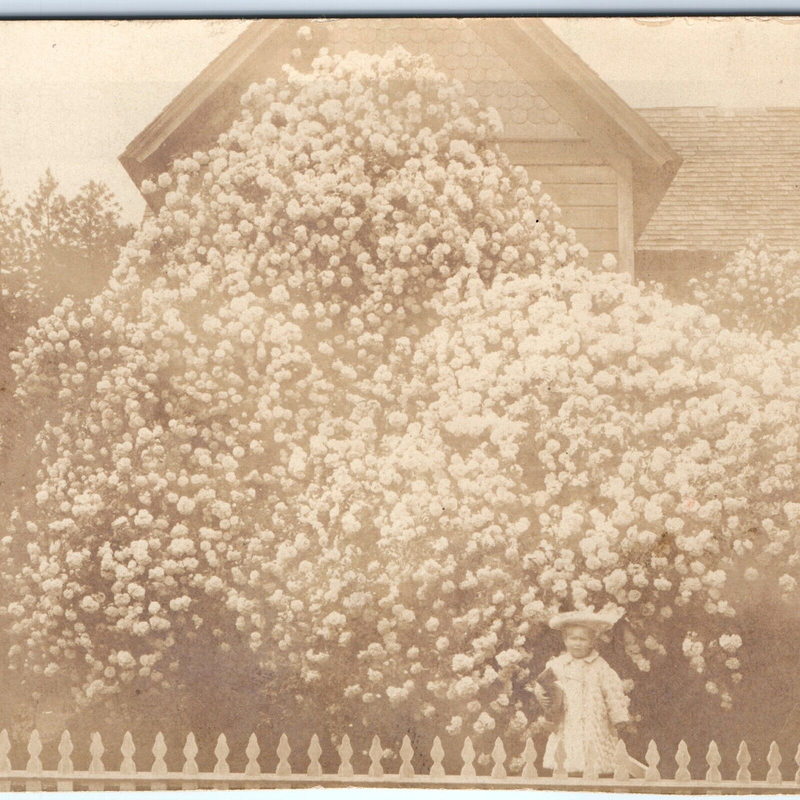 c1900s Auburn, CA Rose Covered House RPPC Flowers Photo UDB PC Placerville A154