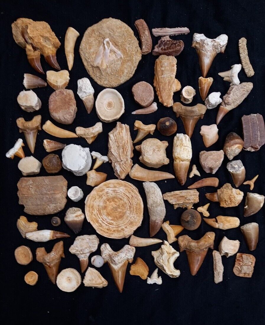 LOT OF 79 PCs Best Quality Collection ASSORTED FOSSILS From Morocco Fossilized