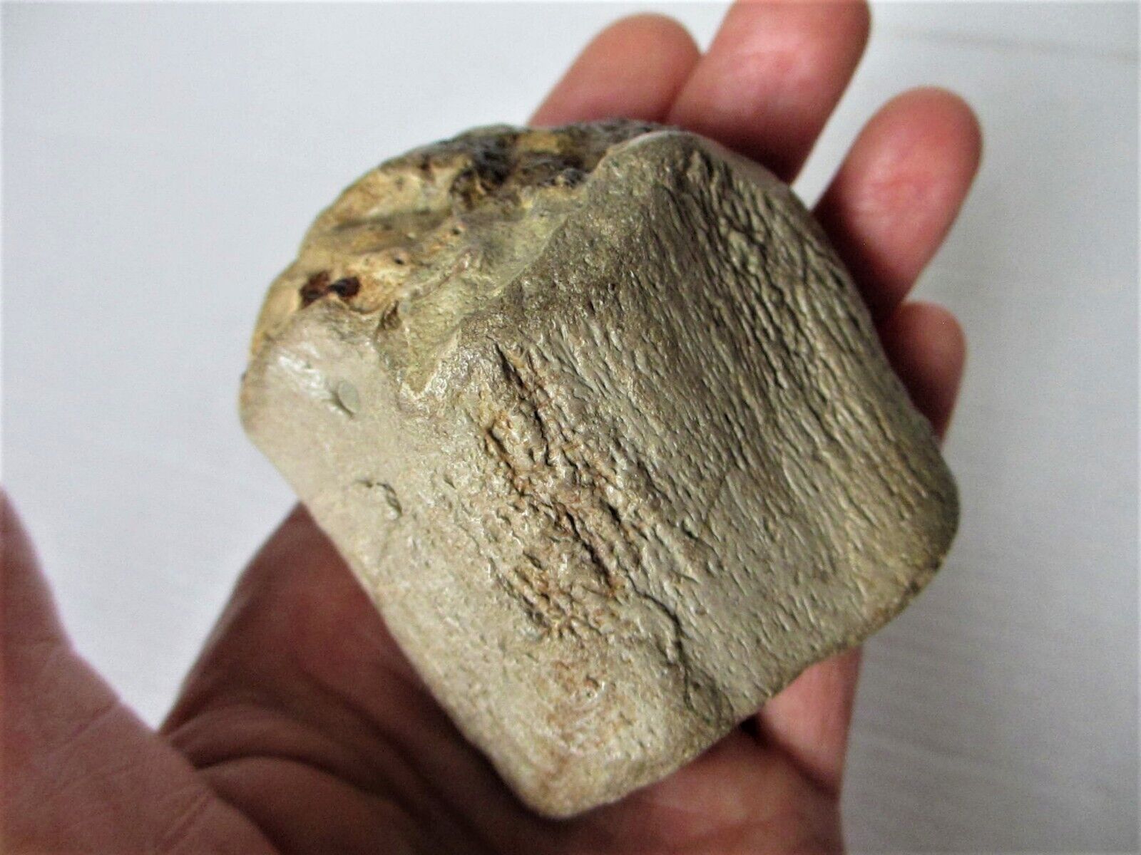 Late Triassic/Jurassic Ichthyosaur Part Femur-Triassic Bone Beds-Wales-UK