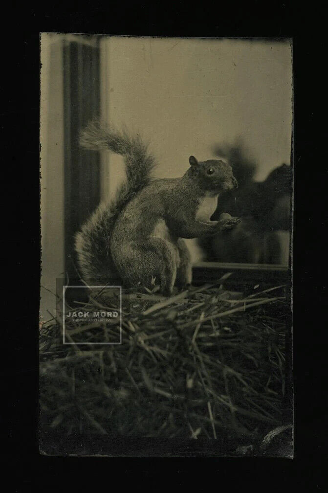 Amazing Antique Tintype Photo Squirrel in Mirror 1870s