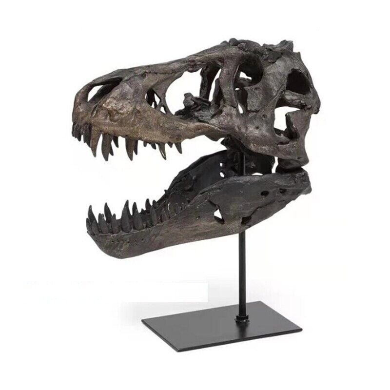 Tyrannosaurus Rex Dinosaur Skull Handicrafts Resin Fossil Simulation Skull Model