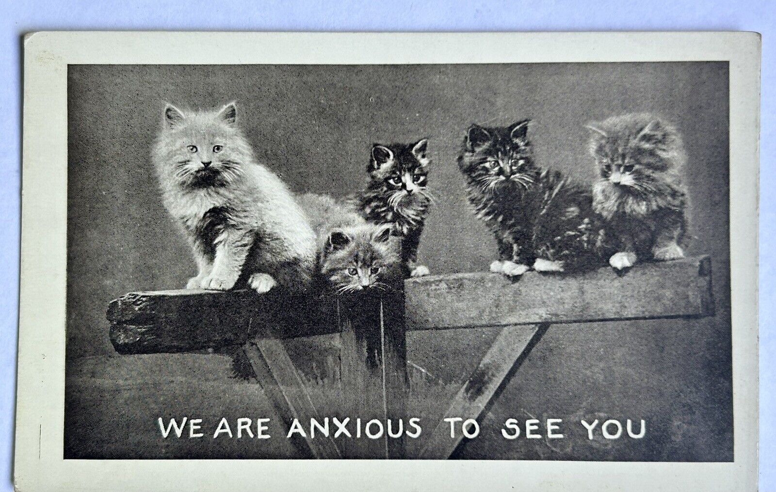 Anxious To See You Cats. Black And White Vintage Cat Postcard. Kittens.