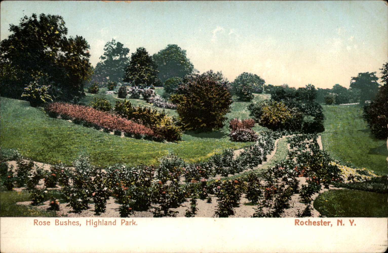 Rose Bushes Highland Park New York ~ c1905 UDB vintage postcard