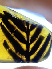 PERFECT 🍃 Leaf 🍁 Leaves 🍂 Inclusion, Clear Huge Genuine Burmite Amber, 98myo picture