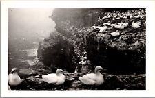 Vintage RPPC Postcard- Sea Gulls Relaxing On Rocks On Water picture