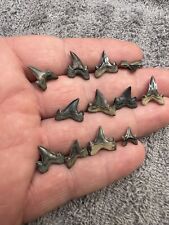 A Dozen High Quality Cretalamna Shark teeth fossils from Mississippi picture