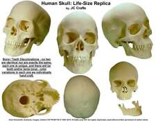 FREE SHIPPING Human Skull Replica 1:1 Life Size Detailed Human Skull Replica USA picture