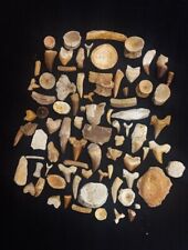LOT OF 82 PCs Best Quality Collection ASSORTED FOSSILS From Morocco Fossilized picture