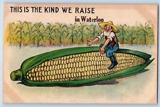 Manchester Iowa IA Postcard This Is The Kind We Raise Corn Exaggerated c1910's picture