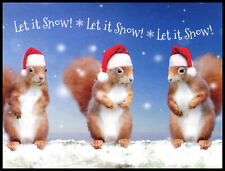 Greeting Card - Squirrel - Duncan Usher - Christmas 0435 picture