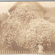 c1900s Auburn, CA Rose Covered House RPPC Flowers Photo UDB PC Placerville A154 picture