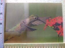 Postcard Hummingbird Feeding picture