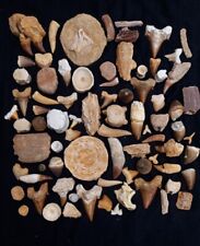 LOT OF 79 PCs Best Quality Collection ASSORTED FOSSILS From Morocco Fossilized picture