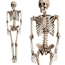 Party Decoration 5.6 ft Halloween Poseable Human Skeleton Props Full Life Size picture