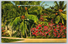 Florida, Coconut Palms In The Sunshine State, Vintage Linen Antique Postcard picture