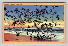 Dinner Time For The Gulls, Beach View, Bird, Animals, Antique, Vintage Postcard picture