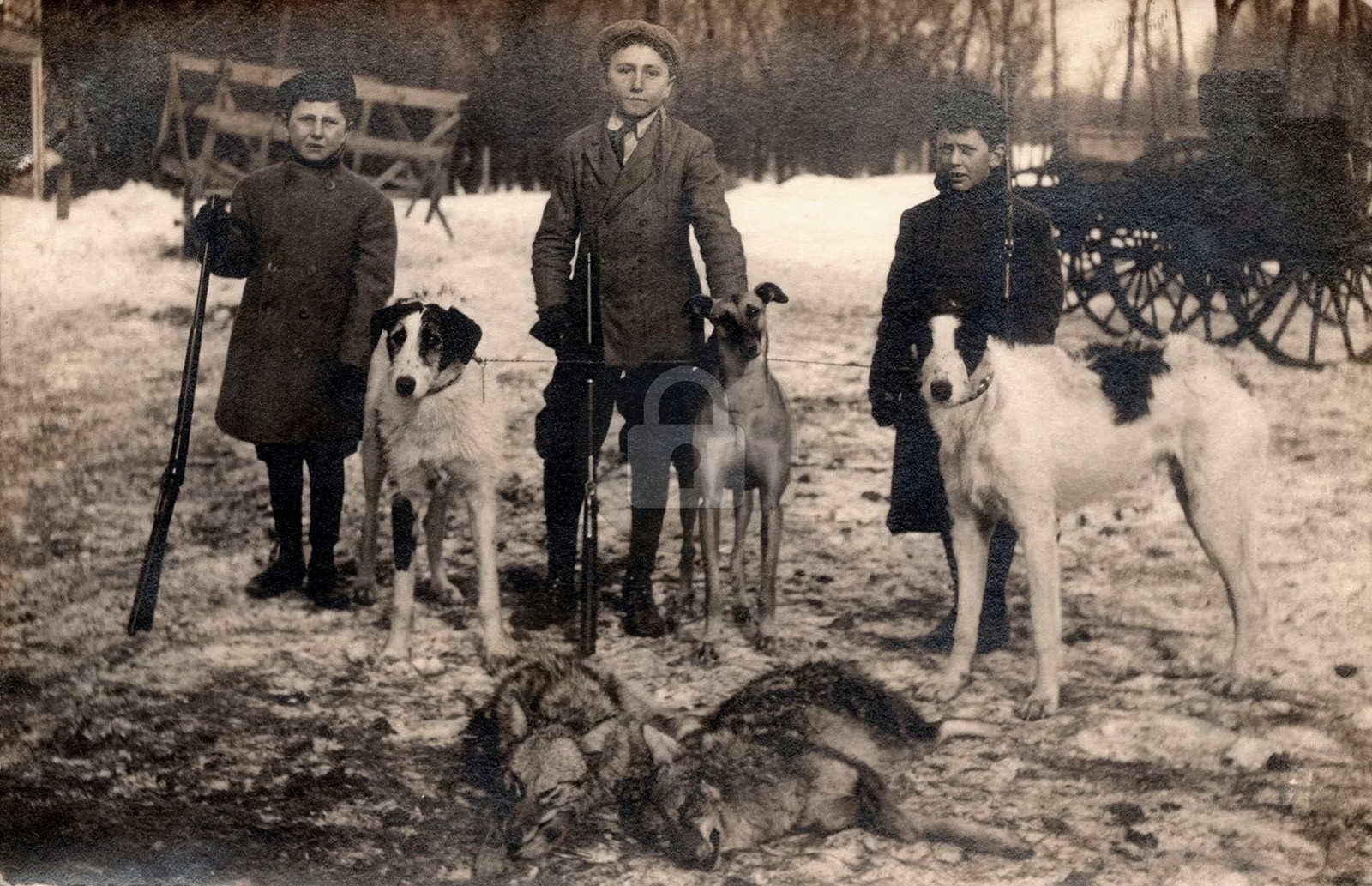 Boys Dogs Greyhounds Wolf Hunting c1910s RPPC Photo Postcard COPY Boys Dogs Greyhounds Wolf Hunting c1910s RPPC Photo Postcard COPY