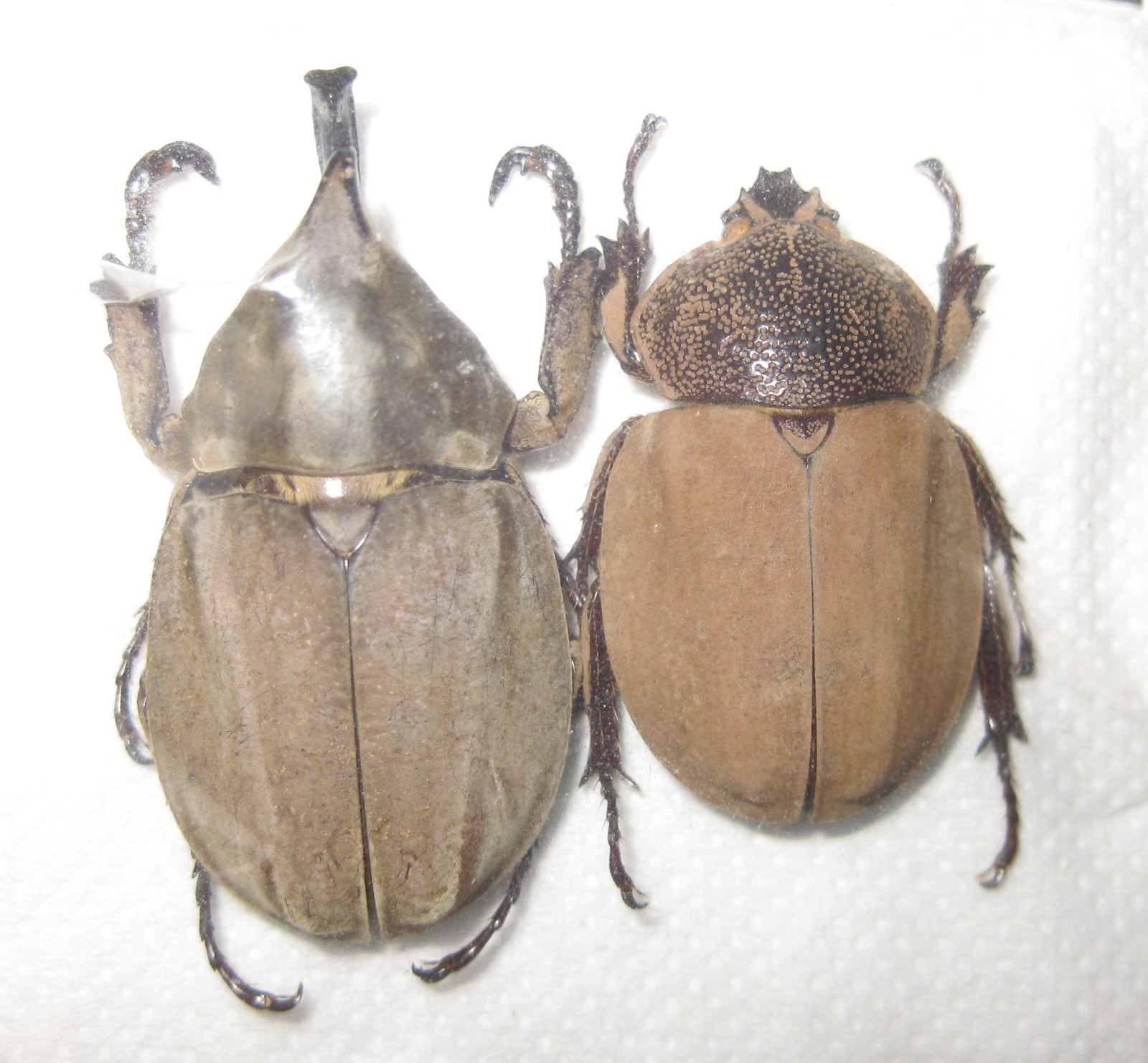 Dynastinae Spodisthes hopei Pair A1 Male 37mm COSTA RICA) VERY RARE Dynastinae Spodisthes hopei Pair A1 Male 37mm COSTA RICA) VERY RARE