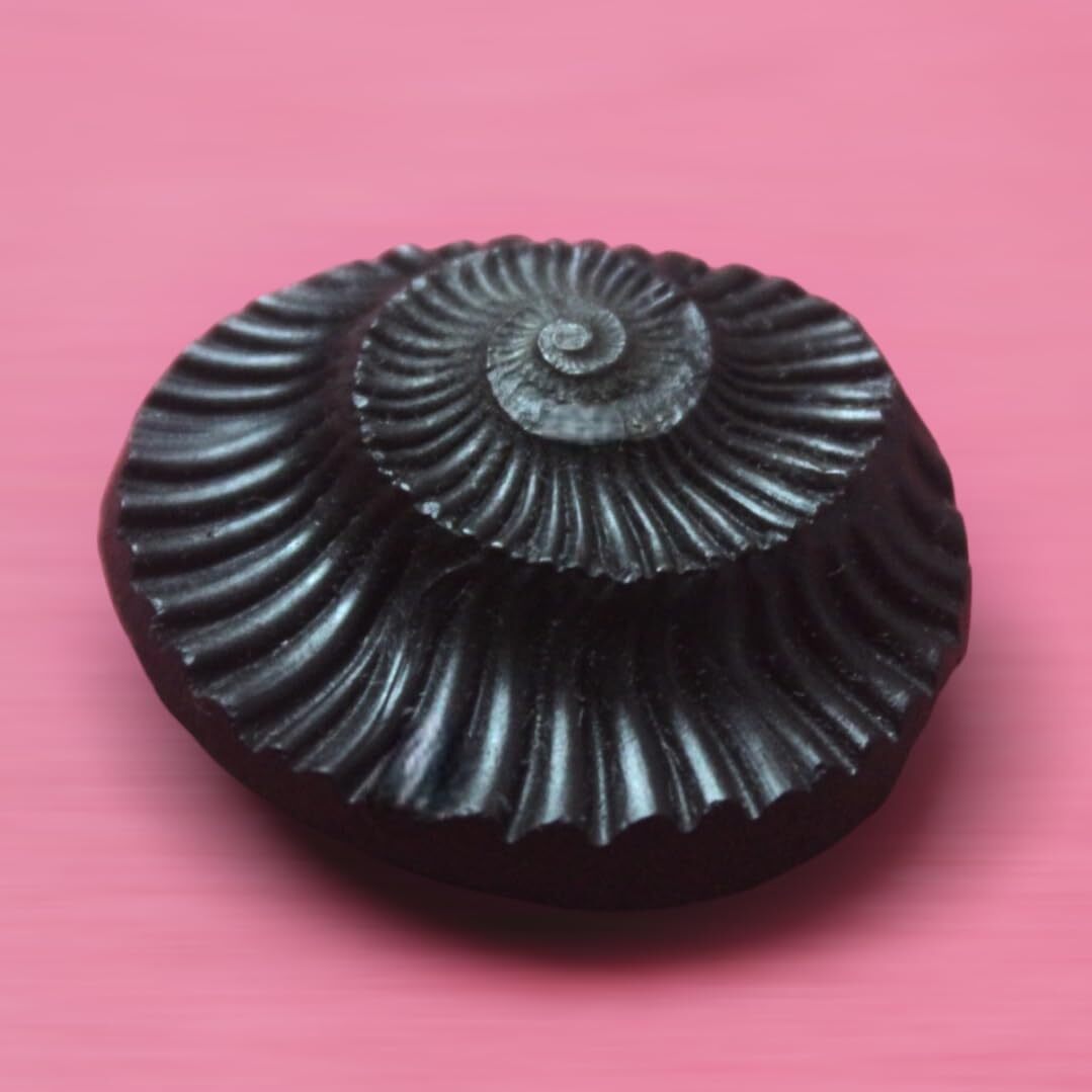 Sudarshan Shaligram Stone from Nepal Gandaki River Chakra Saligram 1.5", 1 Piece