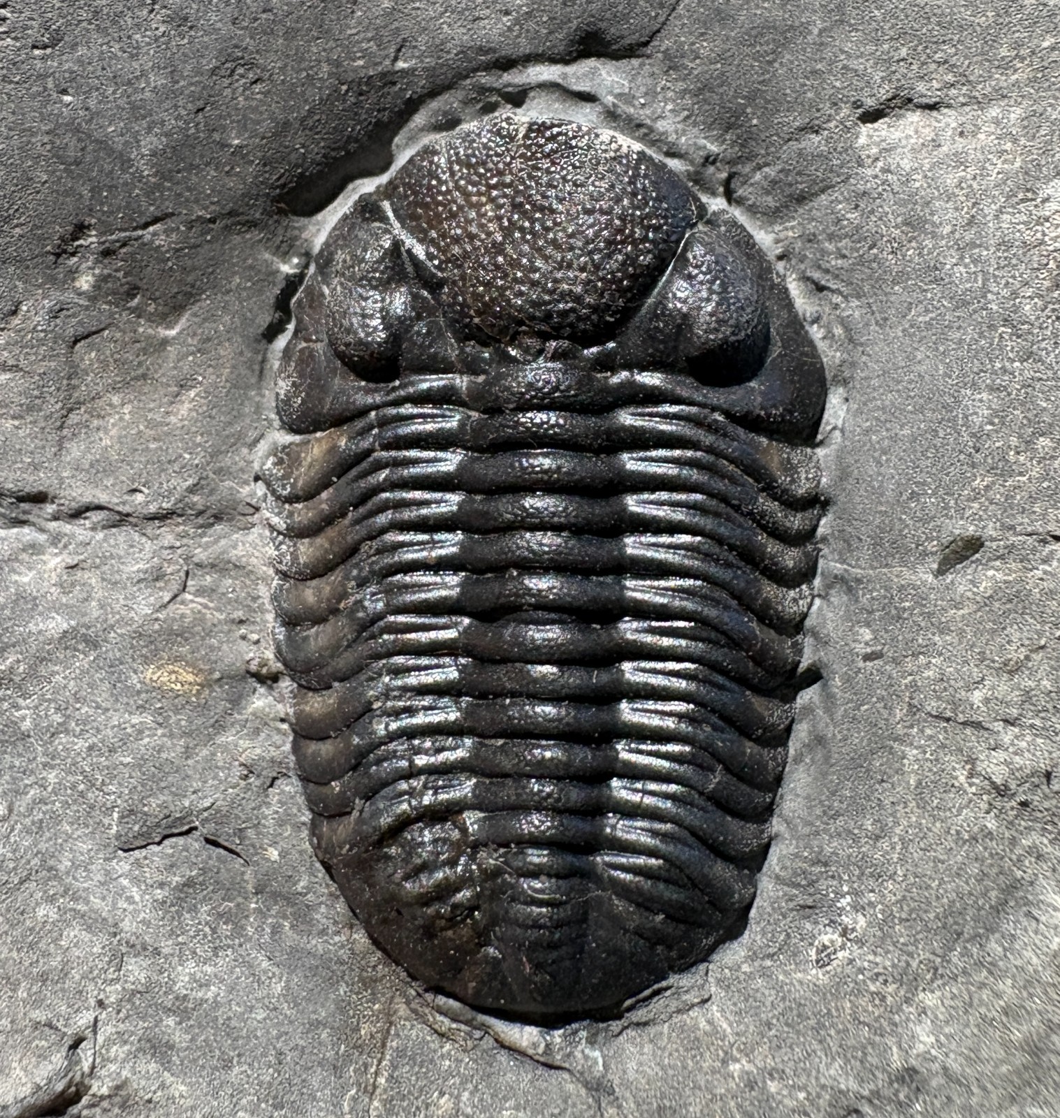 2.5 cm Eldredgeops rana - Windom shale,  Hamburg, NY phacops
