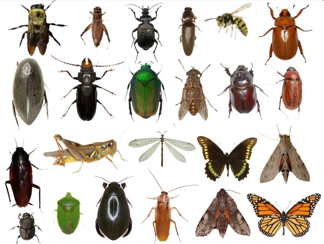 55+ Dead BUGS Preserved In Alcohol For Pinning 55+ Dead BUGS Preserved In Alcohol For Pinning
