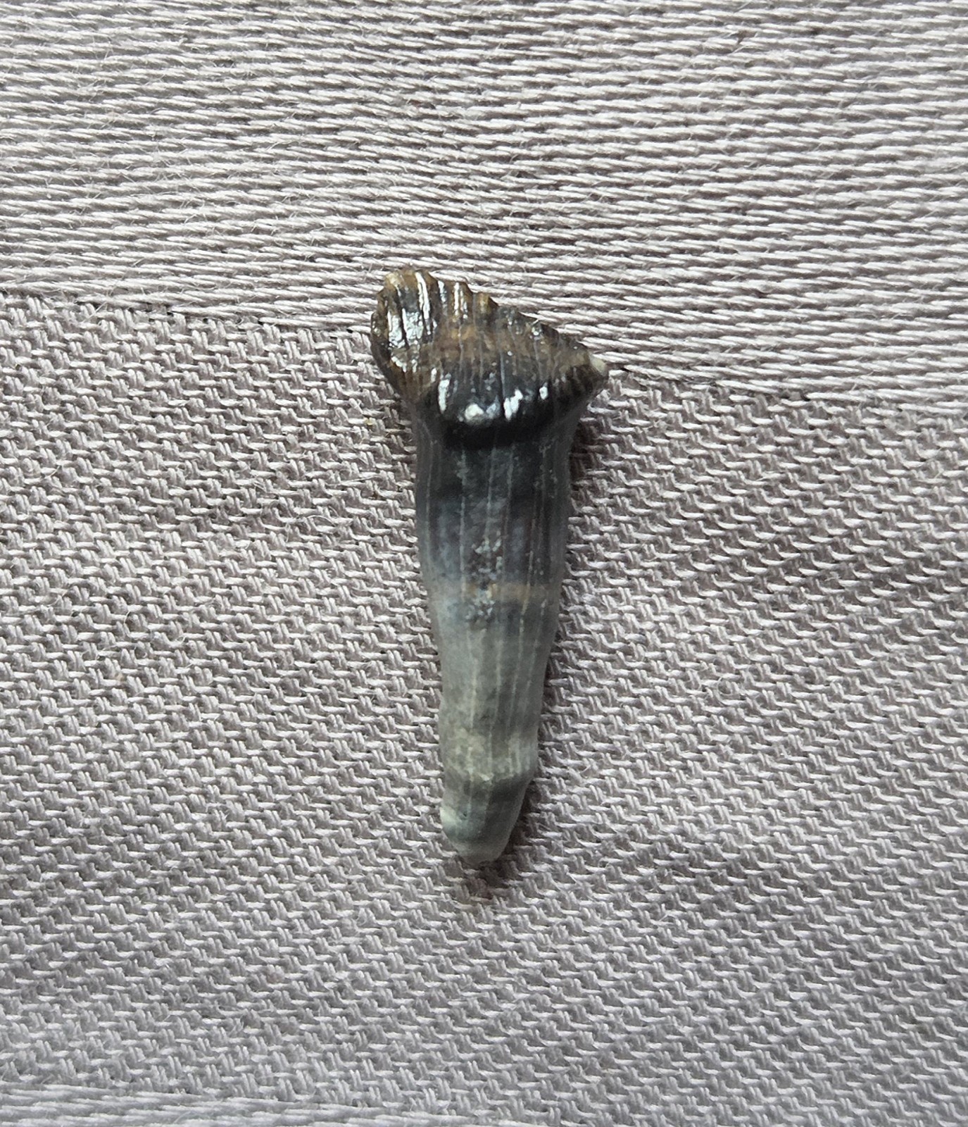 Rare Fully Rooted Pachycephalosaurus Dinosaur Tooth Fossil Hellcreek Fm Rare Fully Rooted Pachycephalosaurus Dinosaur Tooth Fossil Hellcreek Fm