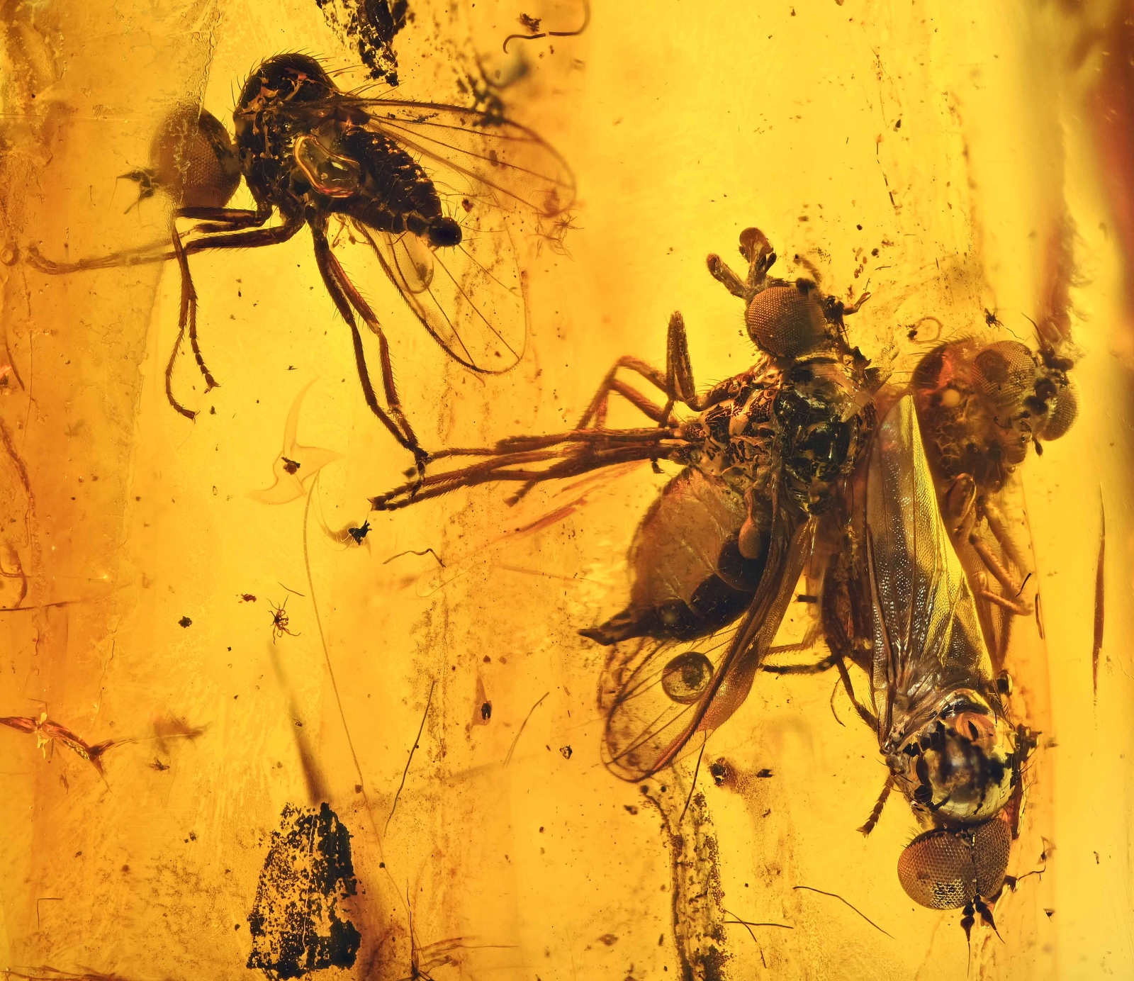 4x Super Detailed Microphoridae (Fly), Fossil Inclusion in Baltic Amber