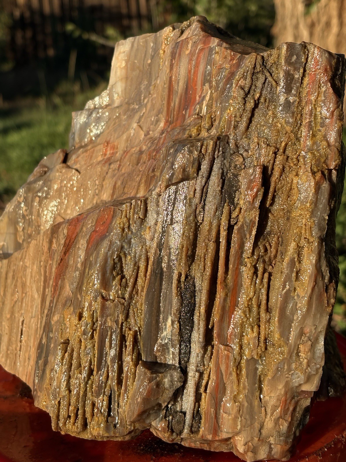 ☘️RR⛏️: Druzy Top Quality Arizona Petrified Wood, 21.5 Lb 🌈