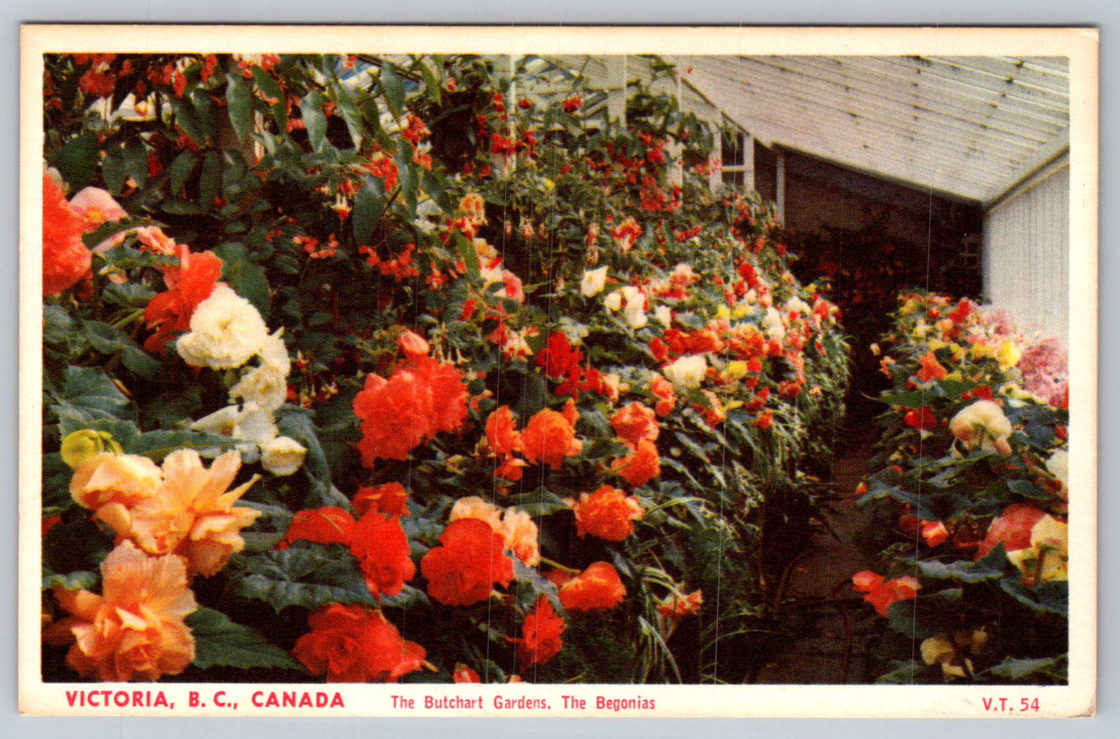 c1940s Butchart Gardens Begonias Victoria BC Canada Postcard