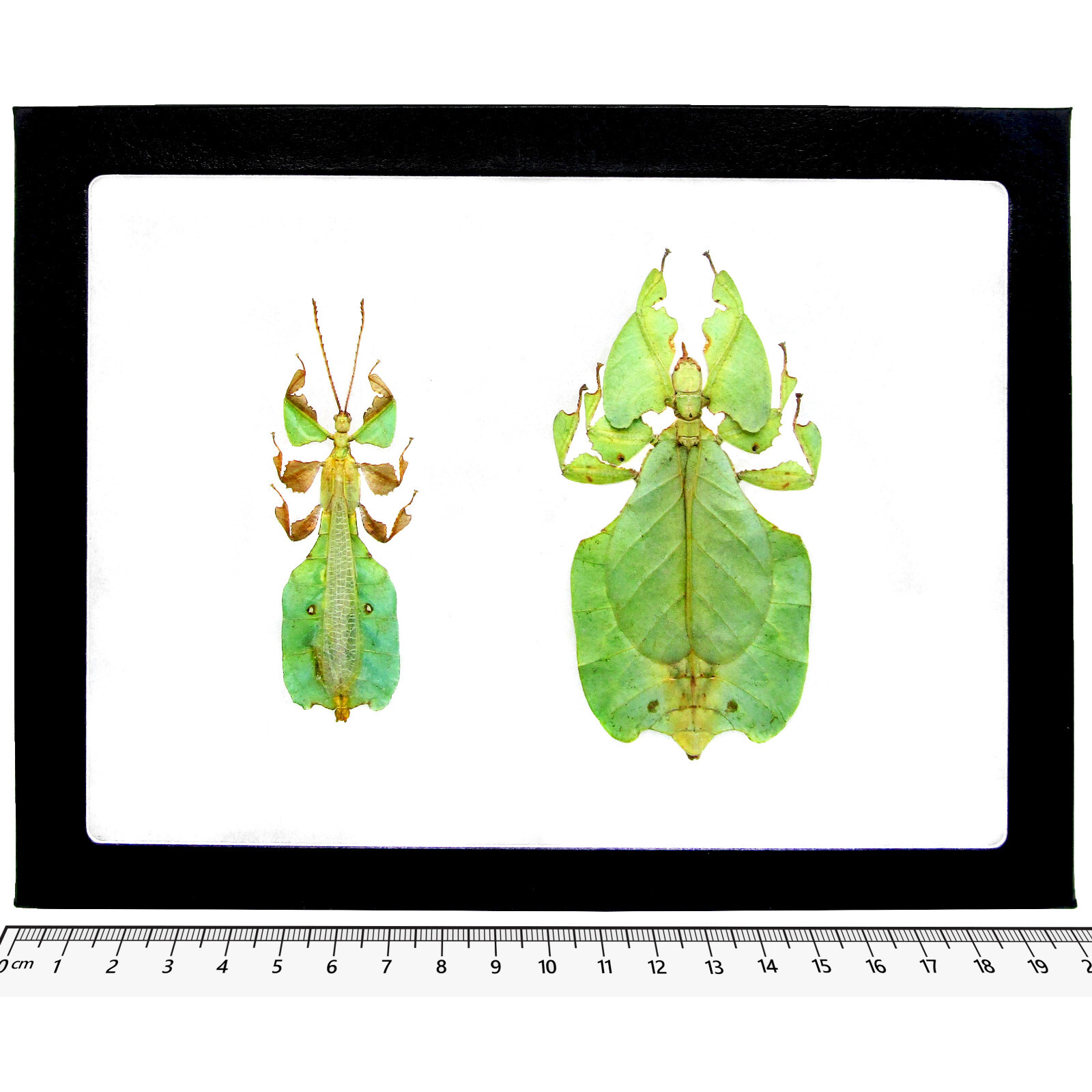 Phyllium pulchrifolium MALE + FEMALE PAIR green leaf mimic Indonesia FRAMED Phyllium pulchrifolium MALE + FEMALE PAIR green leaf mimic Indonesia FRAMED