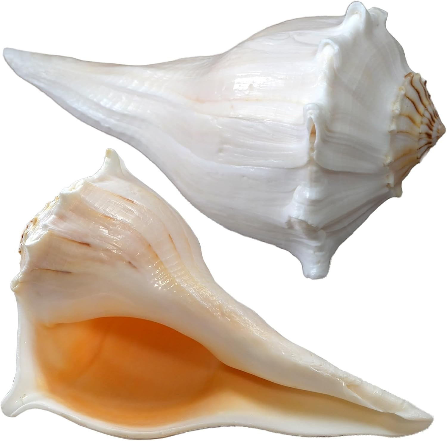 2Pcs Large Conch Shell for Home Decor, Big Natural Seashells, 7-9 Inch 2Pcs Large Conch Shell for Home Decor, Big Natural Seashells, 7-9 Inch