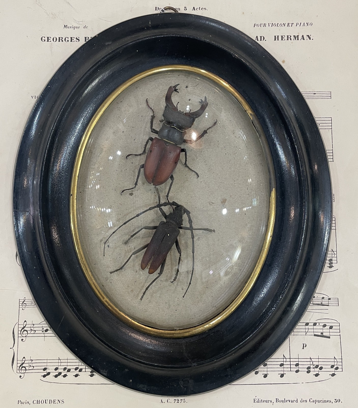 Rare Antique French Insect Taxidermy Domed Glass Wooden Frame c1880 Rare Antique French Insect Taxidermy Domed Glass Wooden Frame c1880