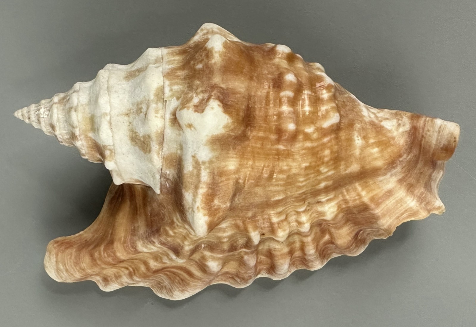 Tricornis oldi 111.9mm VERY LARGE Rare Old's Conch Seashell Oman F++ with Data Tricornis oldi 111.9mm VERY LARGE Rare Old's Conch Seashell Oman F++ with Data