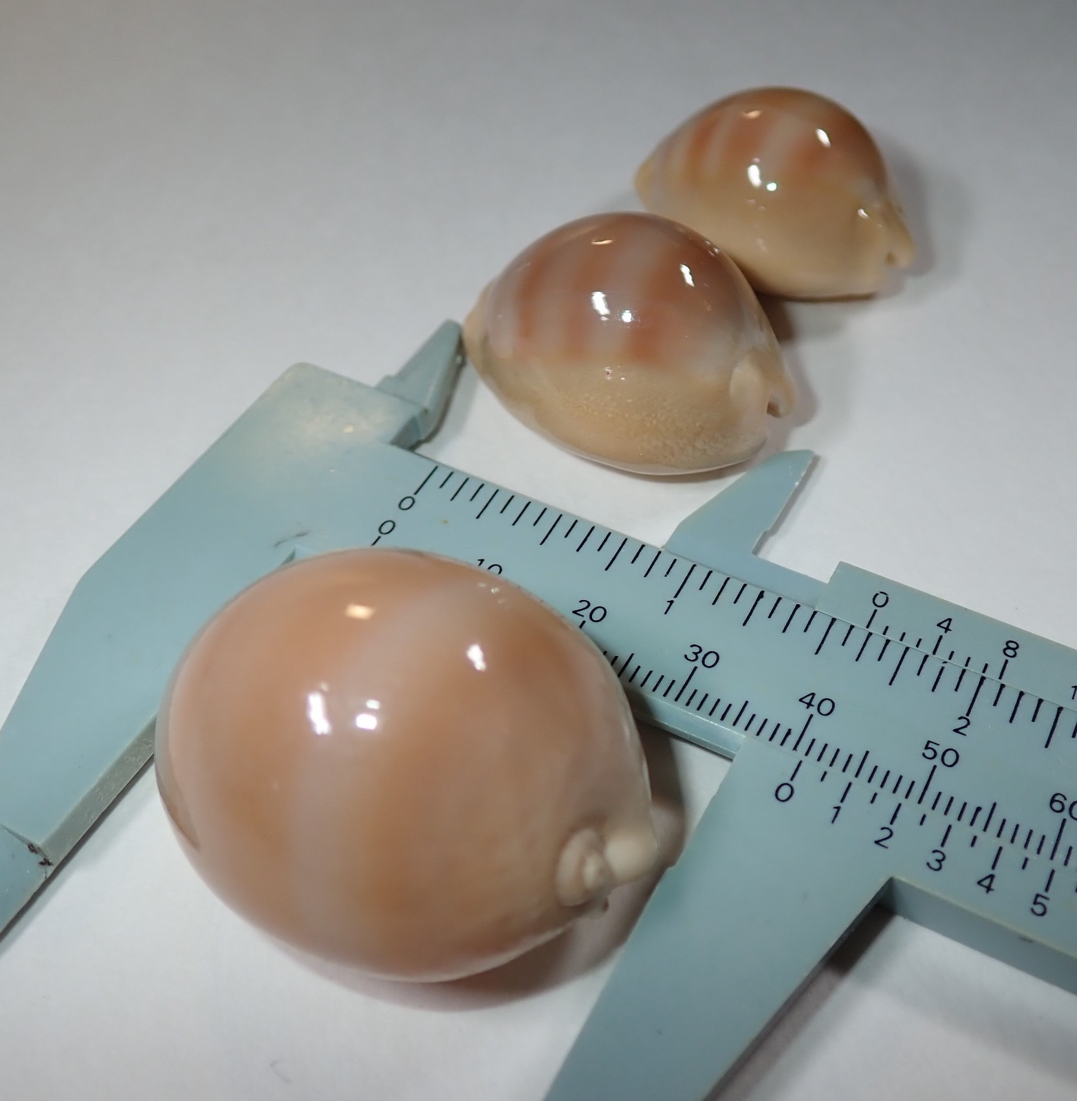What a Price - Giant Cypraea Sulcidentata - 41 mm. plus two, all Gems. $189.00 What a Price - Giant Cypraea Sulcidentata - 41 mm. plus two, all Gems. $189.00