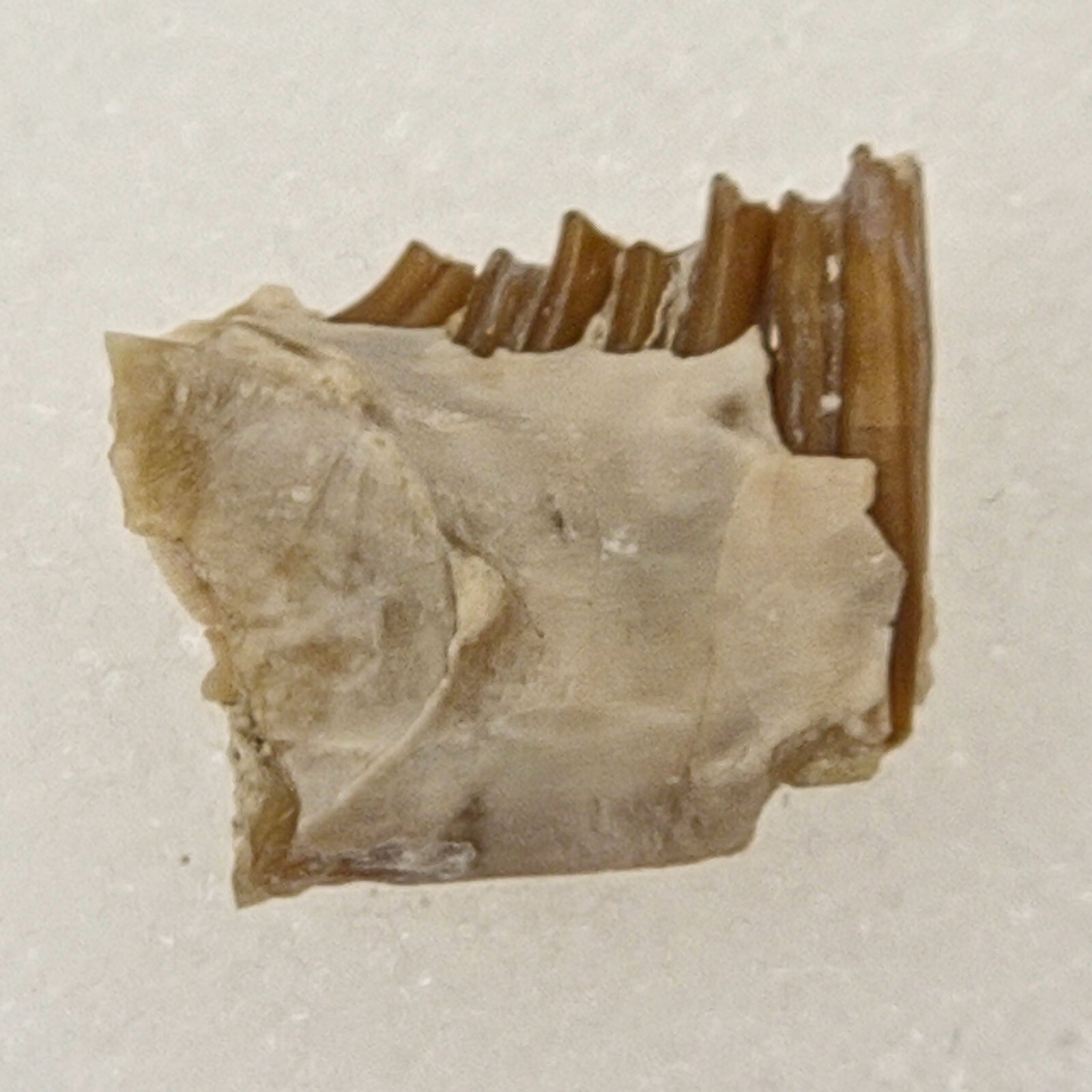 Palaeolagus Jaw Fossil - Rabbit - White River Group - Brule Fm. - Crawford, NE Palaeolagus Jaw Fossil - Rabbit - White River Group - Brule Fm. - Crawford, NE