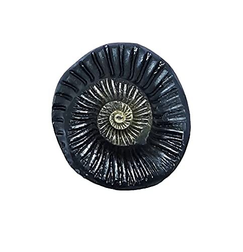 Sudarshan Shaligram Nepal Gandaki River Original Chakra Saligram 2.5 CM Sudarshan Shaligram Nepal Gandaki River Original Chakra Saligram 2.5 CM