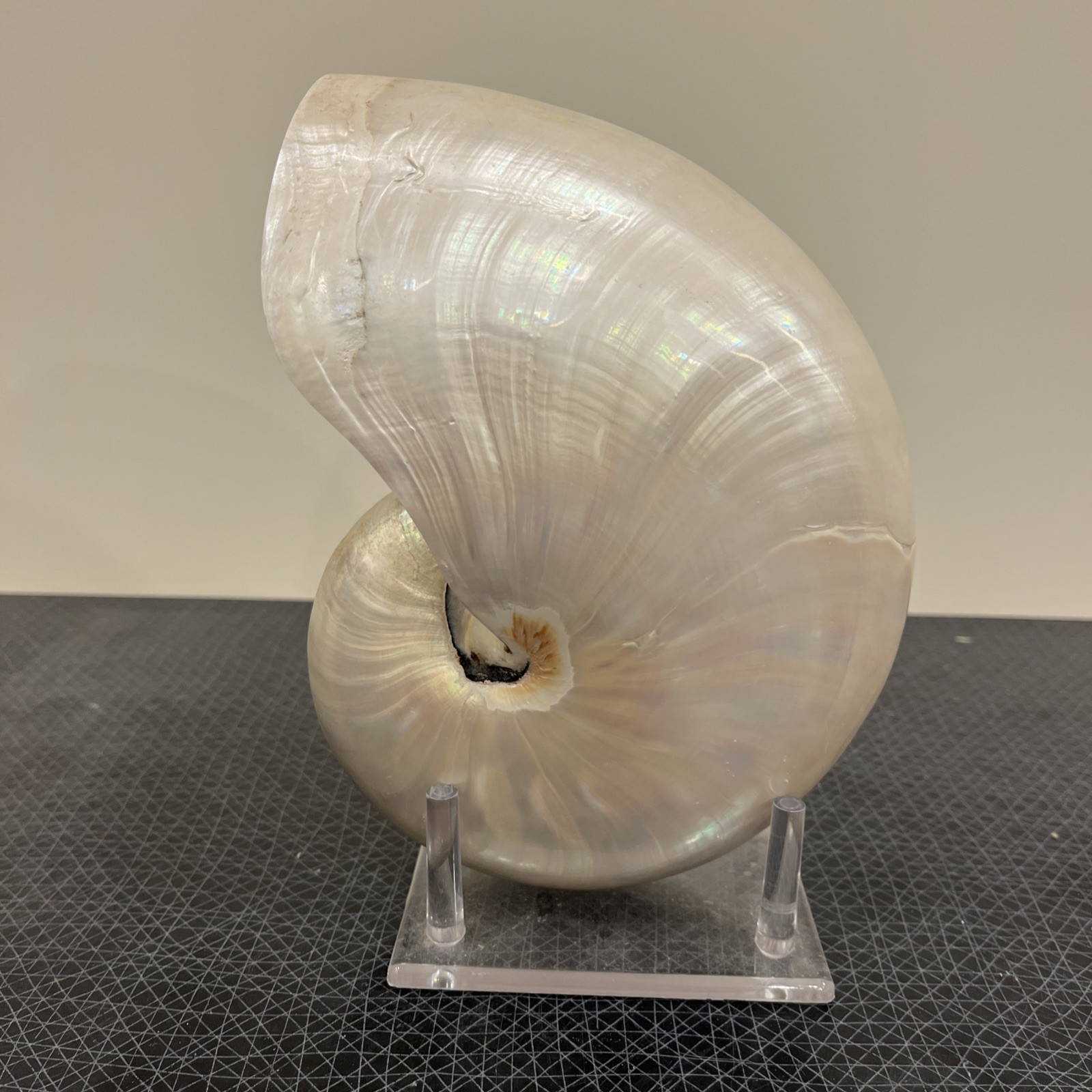 Vintage Large Pearlized Chambered Nautilus Seashell 8” x 6" Gorgeous Authentic Vintage Large Pearlized Chambered Nautilus Seashell 8” x 6" Gorgeous Authentic