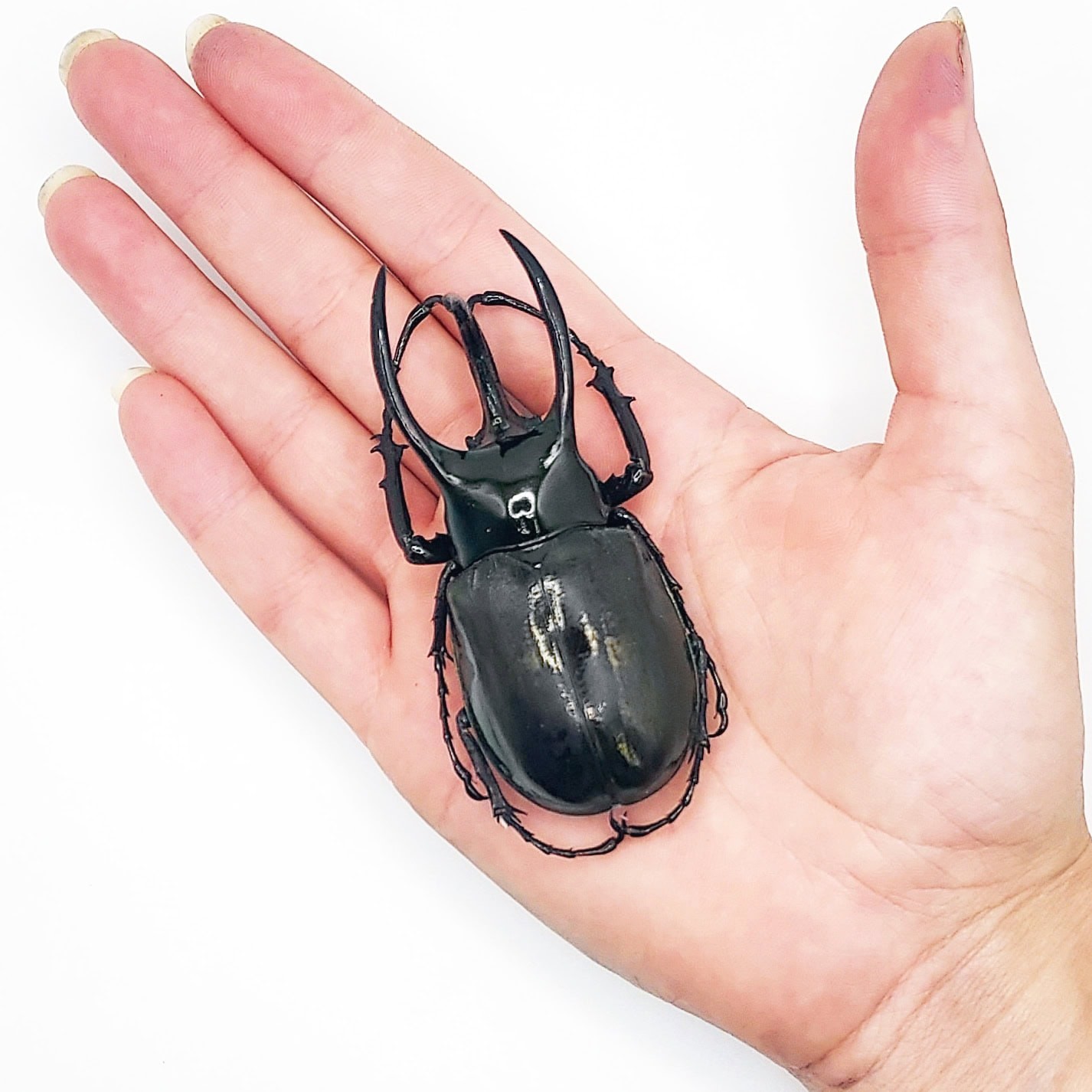 Chalcosoma atlas beetle UNMOUNTED/PACKAGED Chalcosoma atlas beetle UNMOUNTED/PACKAGED