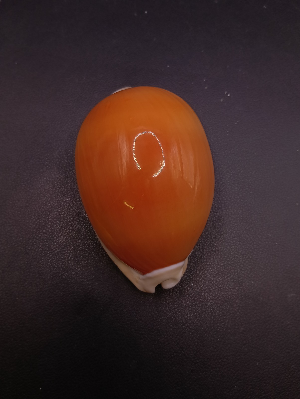 91mm cypraea aurantium golden Sea shells Cowrie Collector #18185