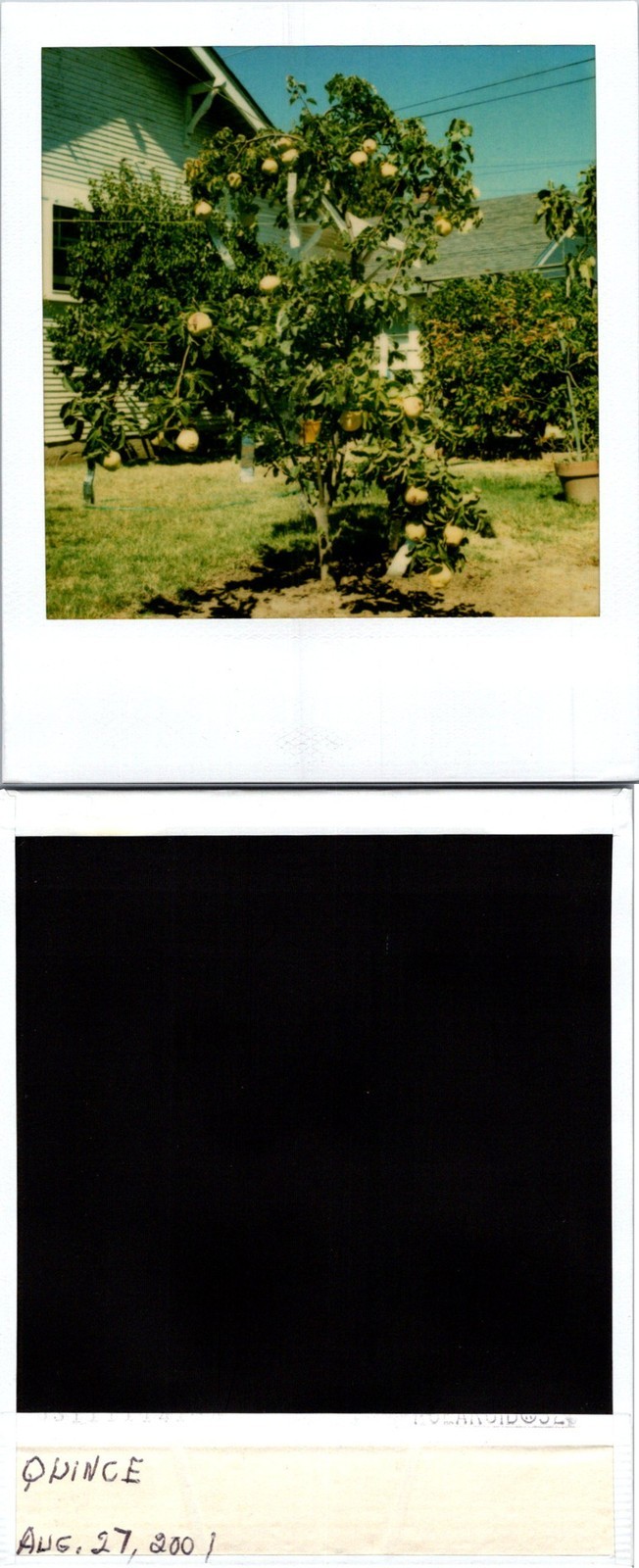Quince tree 8-27-2001 Polaroid Found Photo V0570 Quince tree 8-27-2001 Polaroid Found Photo V0570