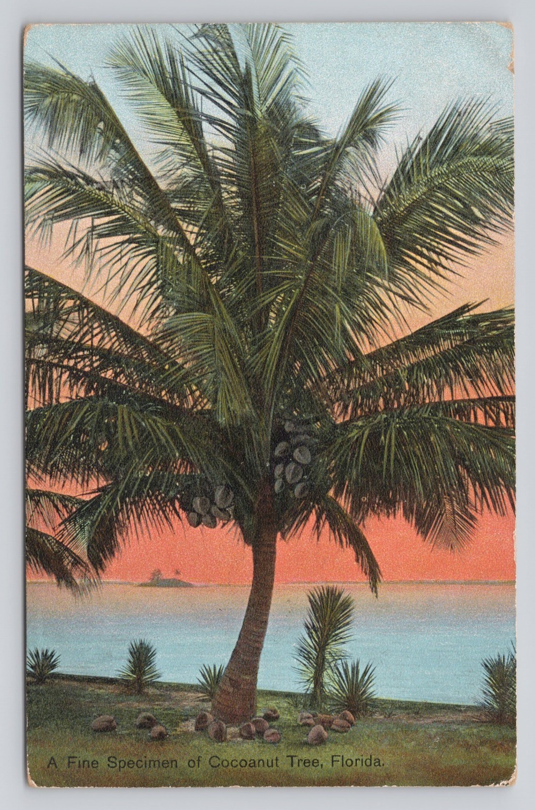 A Fine Specimen of Cocoanut Coconut Tree Florida
