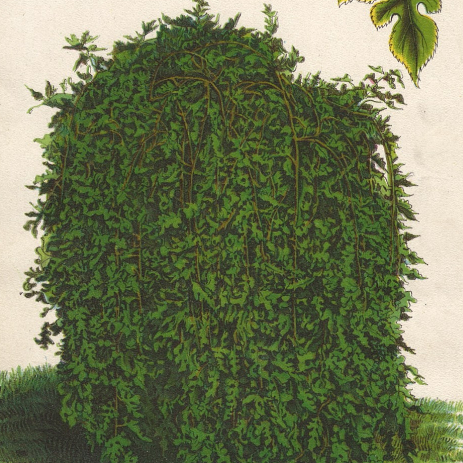 Victorian Seed Catalog Print MULBERRY Chromolithograph 1884 Botanical Art Garden Victorian Seed Catalog Print MULBERRY Chromolithograph 1884 Botanical Art Garden