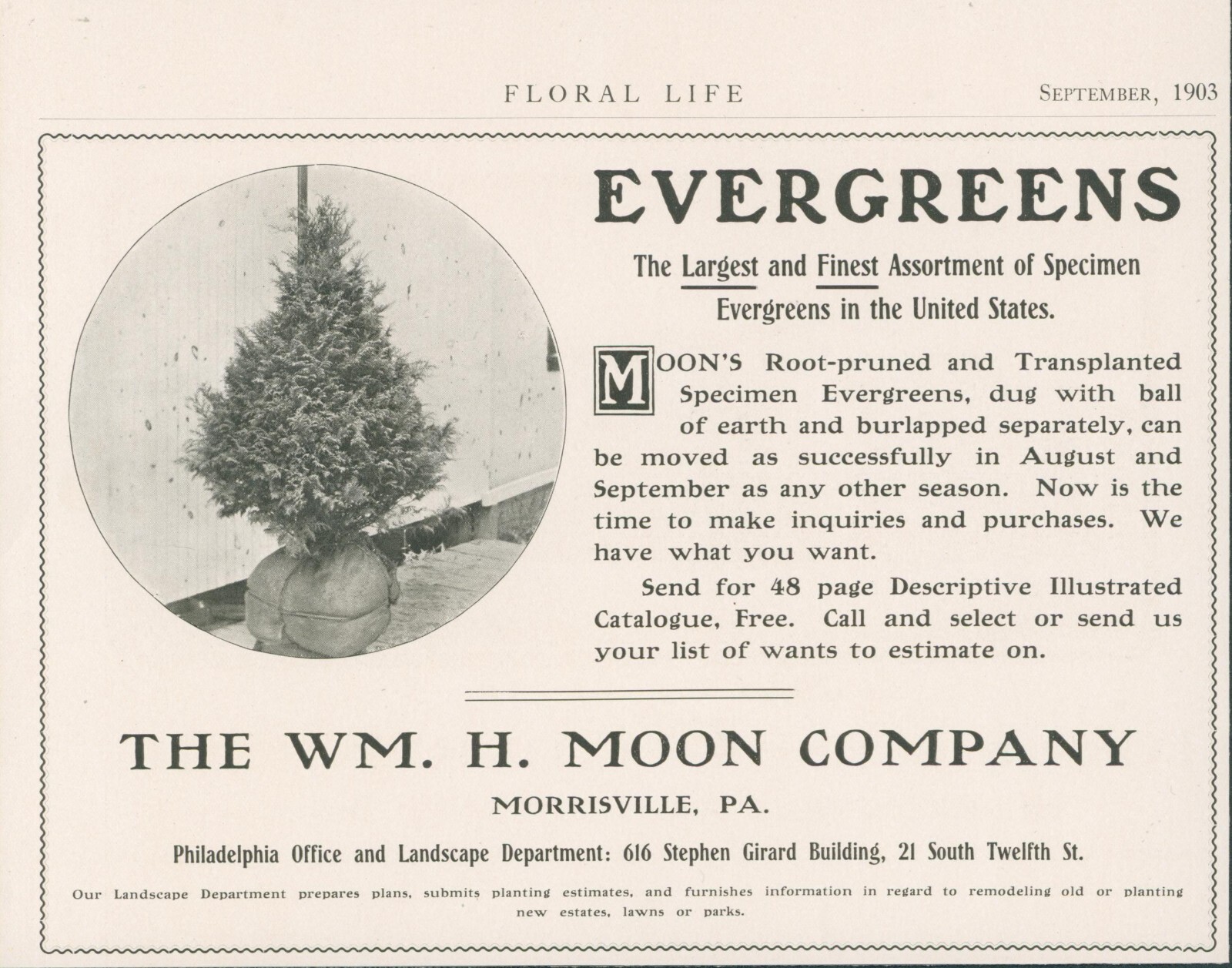1903 Wm H Moon Evergreens Catalog Offer Morrisville Pennsylvania Ad FL2 1903 Wm H Moon Evergreens Catalog Offer Morrisville Pennsylvania Ad FL2