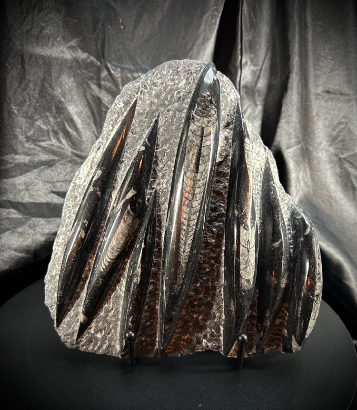 8.75" Awesome Orthoceras Fossil Plate With Metal Stand 4lb 8.8oz (2.064 kg) 8.75" Awesome Orthoceras Fossil Plate With Metal Stand 4lb 8.8oz (2.064 kg)