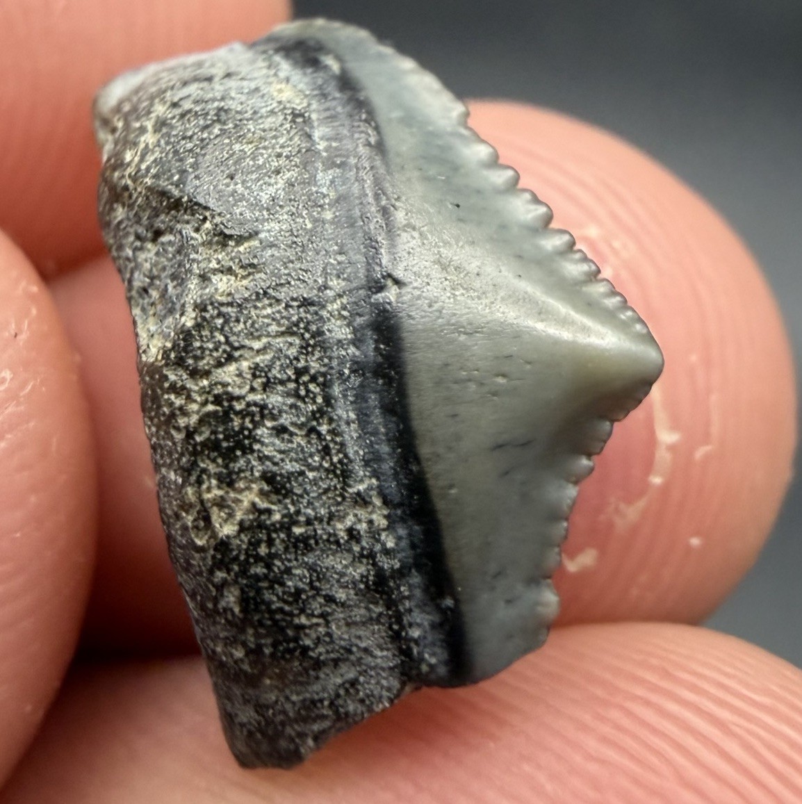 Baby Megalodon Shark Tooth RARE Juvenile Tooth 0.66” SWFL Baby Megalodon Shark Tooth RARE Juvenile Tooth 0.66” SWFL